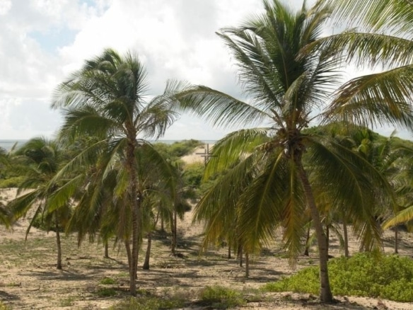 6.7-Acres Beachfront Land for Sale in Ngomeni MAL39S (2)